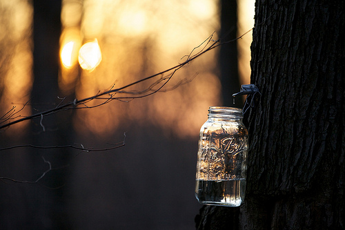 Sugaring Season