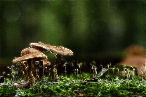 Magic Mushrooms