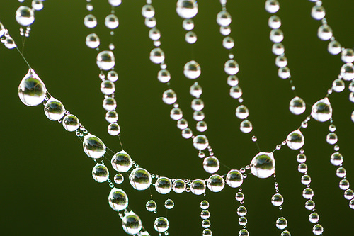 Worlds Within Droplets