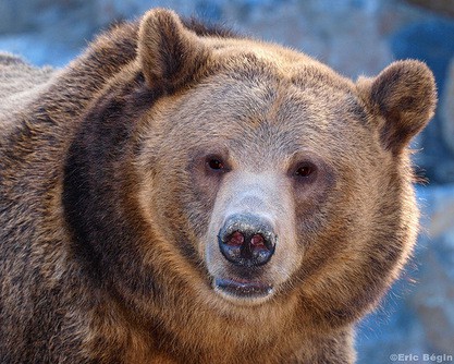 Grizzly Bear