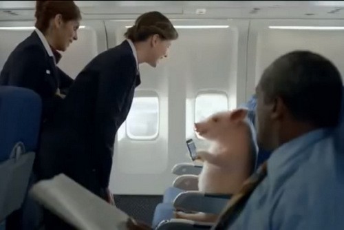 When Pigs Fly, Geico TV Commercial