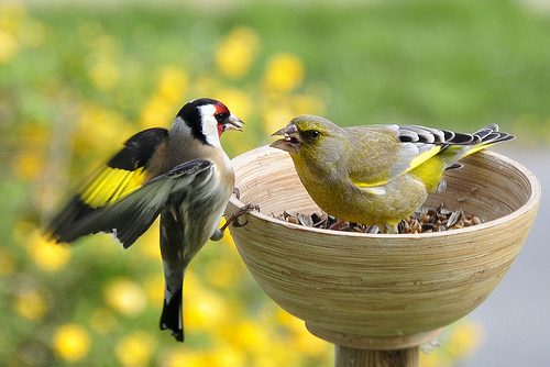 Greenfinch Food Fight