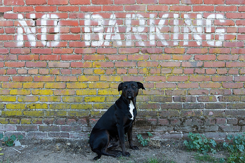 No Barking