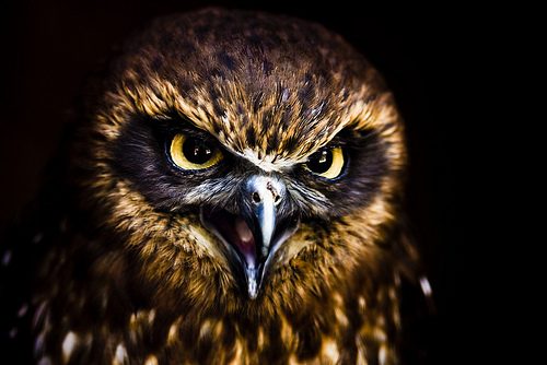 Scary Owl