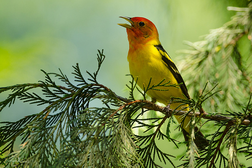 Male Western Tanager