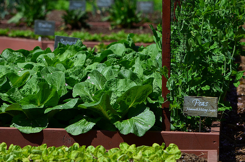 White House Kitchen Garden