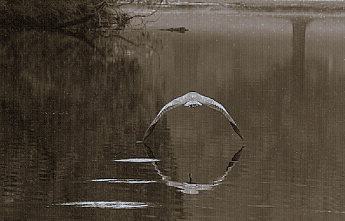 Heron Making Ripples