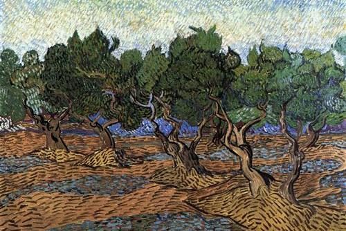 Olive Grove