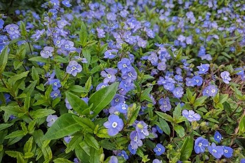 Evidence of Spring, Georgia Blue Speedwell