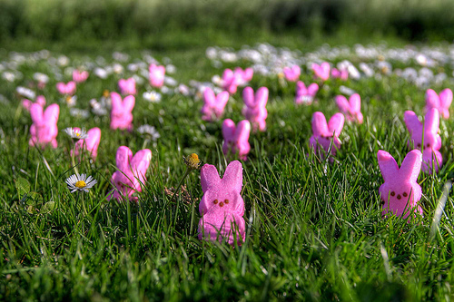 Invasion of Easter Peeps