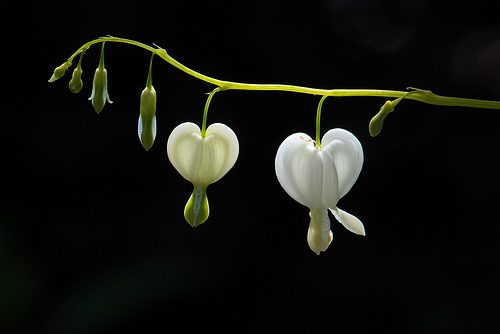 Bleeding Heart