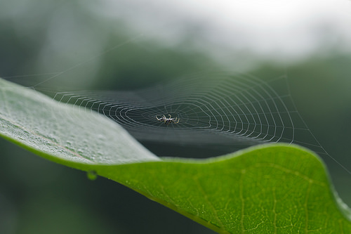 Spinning a Web