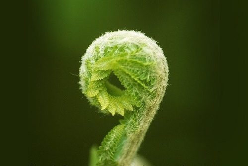 Fiddlehead Question