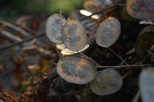 Honesty (Money Plant)