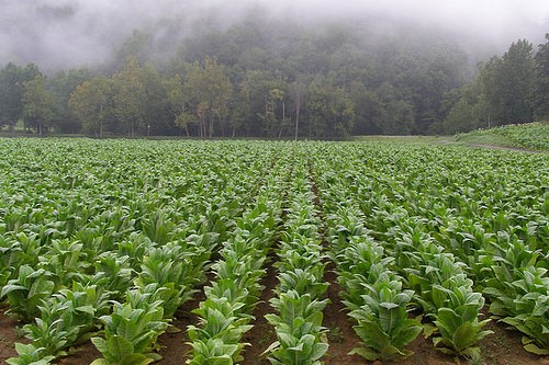 Young Tobacco