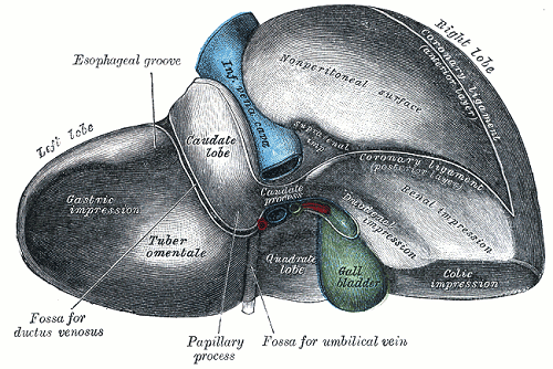Posterior and Inferior Surfaces of the Liver