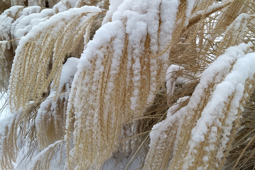 Blend of Grass and Snow