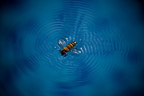 Struggling to Survive