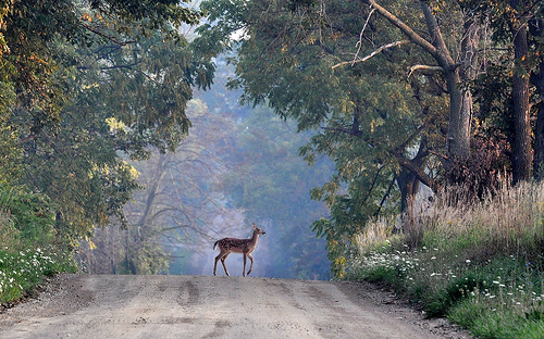 Deer Crossing