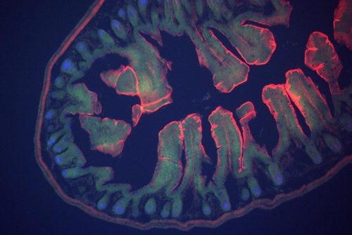 Mouse Intestine Fluorescence