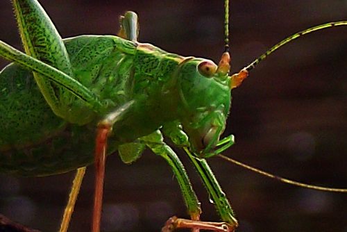 Green Cricket