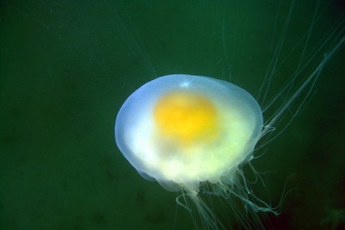 Egg or Jellyfish?
