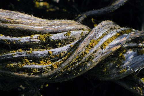 Spirals in a Sage Trunk