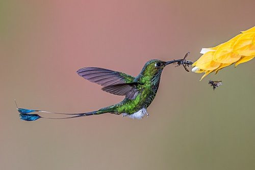 Taking Direct Action