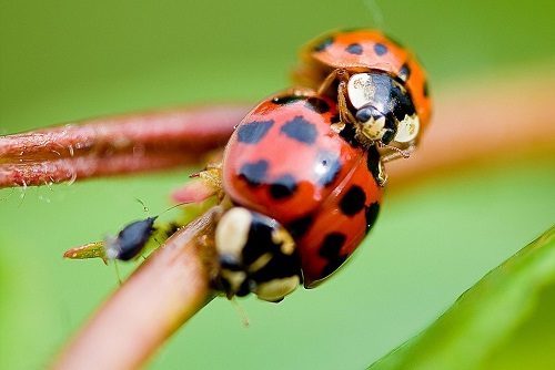 Natural Ladybug Sex