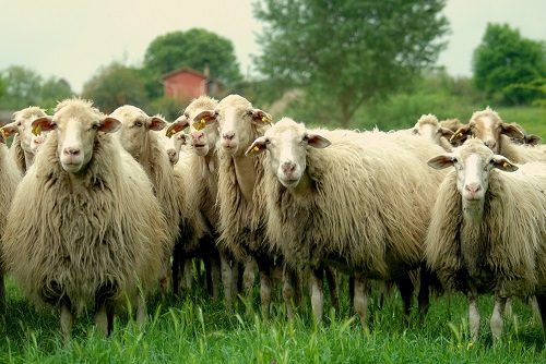 Top Ten Sheep