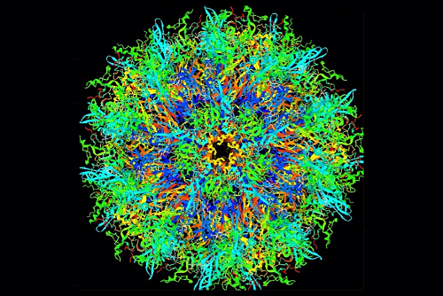 Adenovirus Penton Base