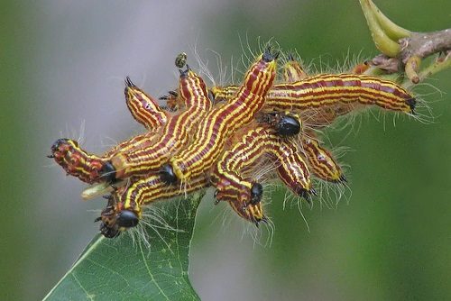 Caterpillar Cluster
