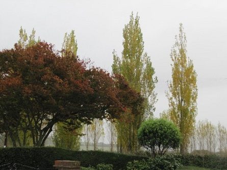 Tall, Short, Fat, and Thin