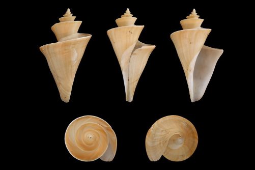 Thatcheria Mirabilis, Japanese Wonder Shell