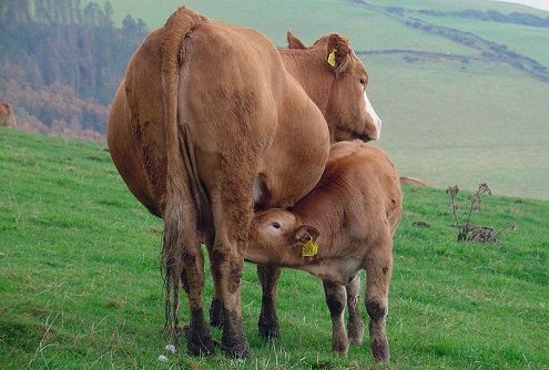 Nursing on the Isle of Man