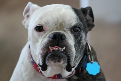 English Boston-Bulldog