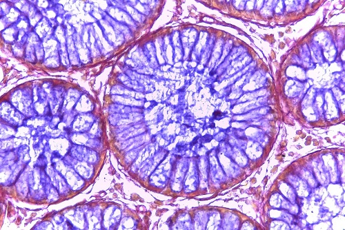 Stained Microscopy Image of the Human Colon