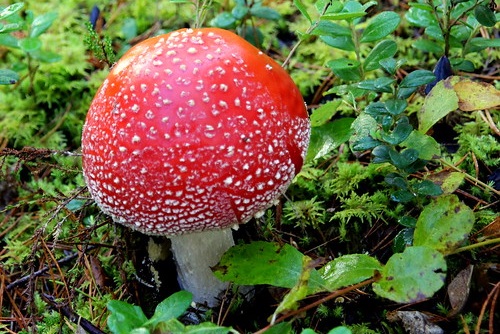 Toxic Toadstool