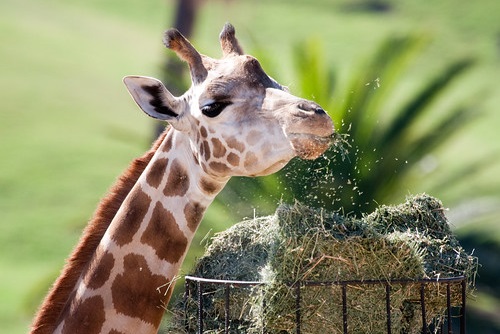 Chowing Down, Getting a Boost