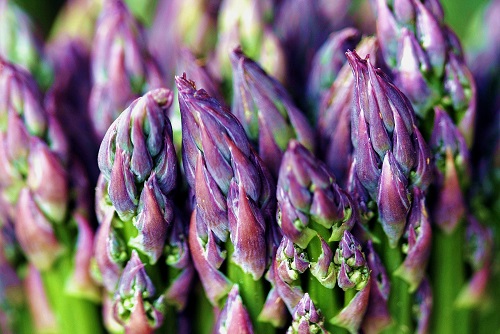 Fresh Asparagus