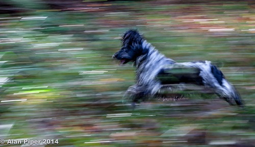 Spaniel Chasing Imaginary Sticks