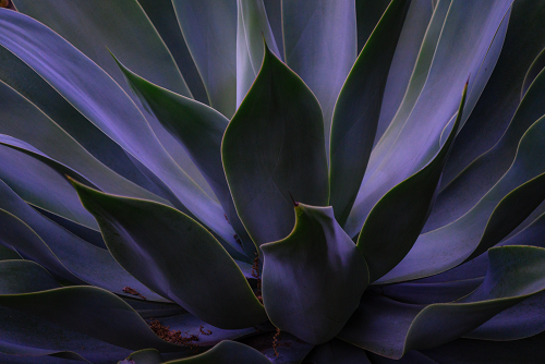 Agave in Morning Light