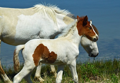 Chincoteague Wild Ponies