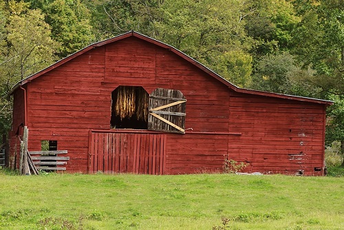 Drying Tobacco