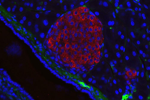 Mouse Pancreatic Islet
