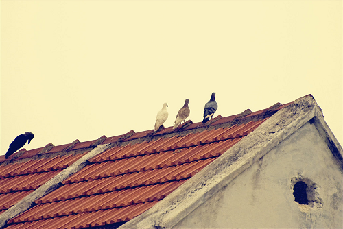 The Order of Feather Color