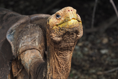 Diego at the Charles Darwin Research Station