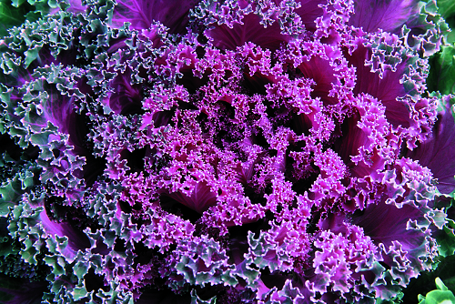 Close-Up of Kale