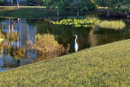 Egret Visits the Convention Center