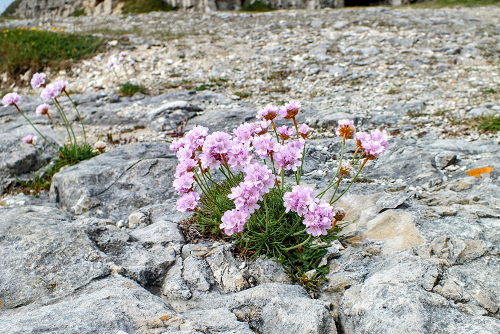 Thrift at Winspit Quarry